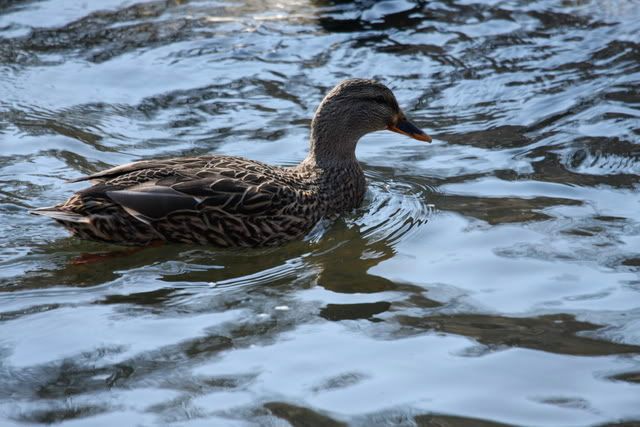 IMAGE: http://i41.photobucket.com/albums/e297/NickP5/IMG_2584.jpg