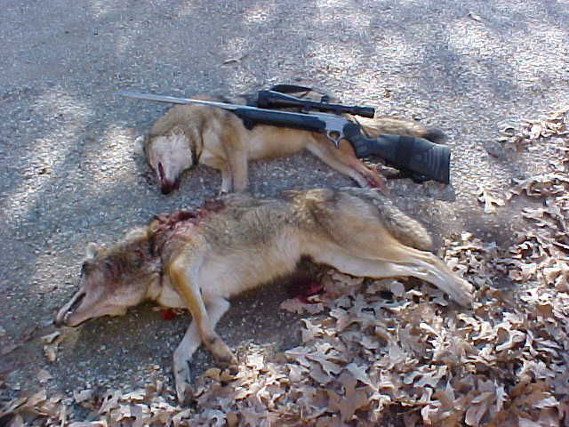 COYOTE11-19-06.jpg