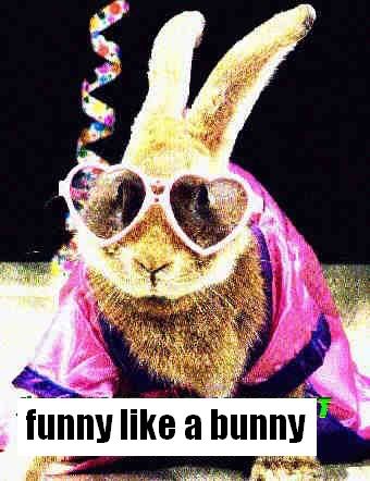 funnybunny.jpg