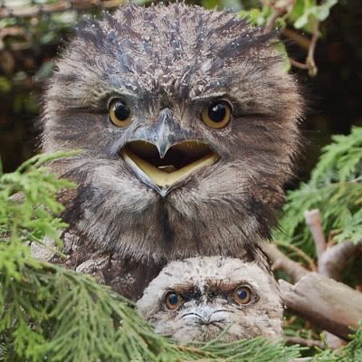 frogmouth-and-chick-2944.jpg