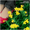 narcissi.png