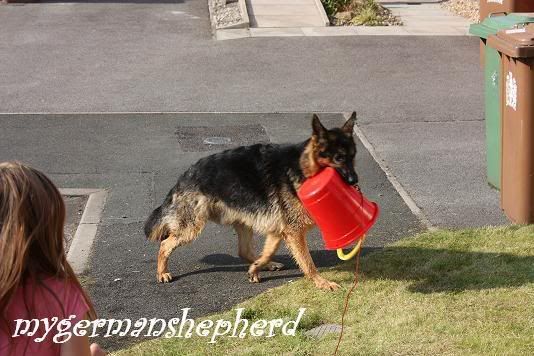 pedigree dogs exposed german shepherd