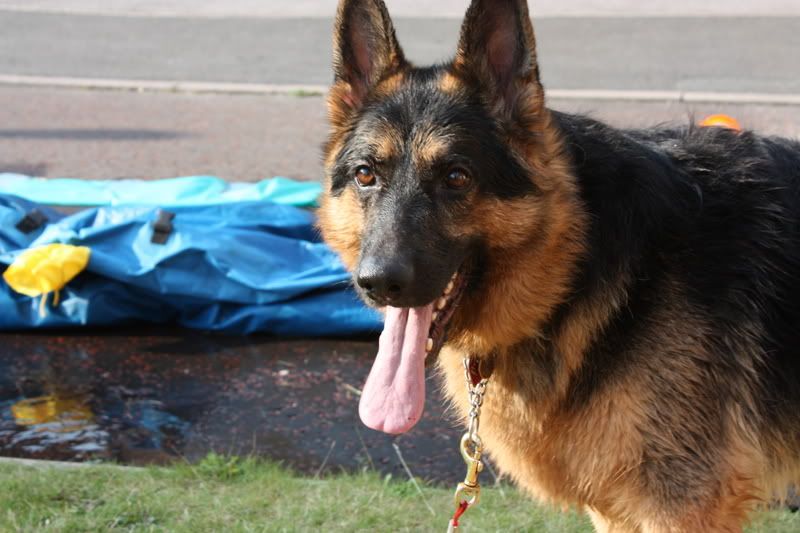 pedigree dogs exposed german shepherd