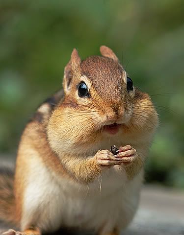 chipmunk4.jpg