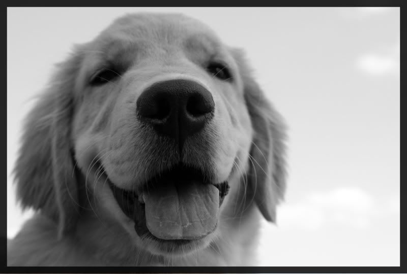 IMAGE: http://i41.photobucket.com/albums/e300/StraitR/Mason_04_11_20092260_BW.jpg