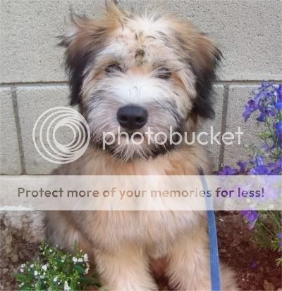 http://i41.photobucket.com/albums/e268/gela21/Friends%20Family/softcoatedwheatenterrier_andrews.jpg