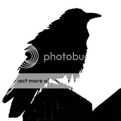 Raven Pictures, Images and Photos