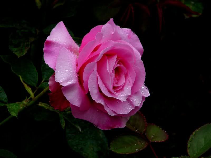 DSC07958.jpg