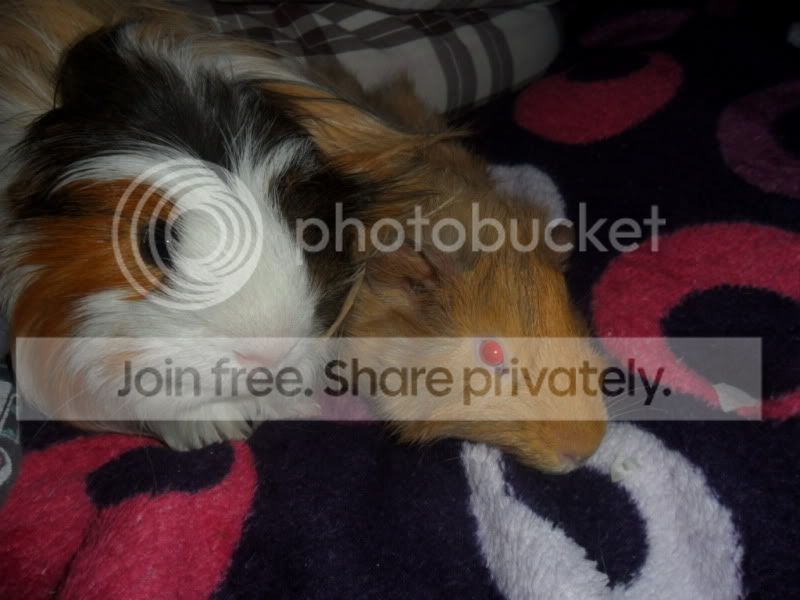 SAM_0009.jpg