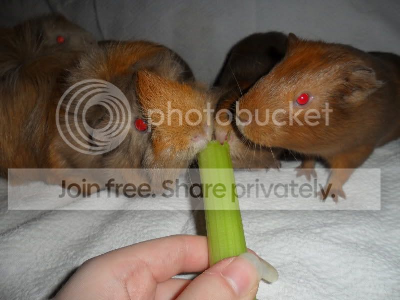 SAM_3630.jpg
