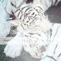 http://i41.photobucket.com/albums/e277/Nilania/White_tiger_2_by_killerfreak982.png