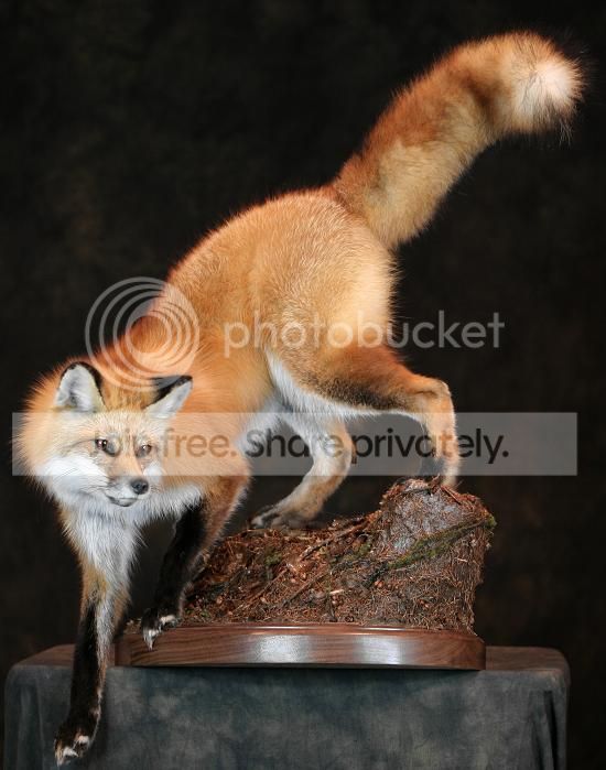 Michigan Red Fox (Pics) | Michigan Sportsman Forum