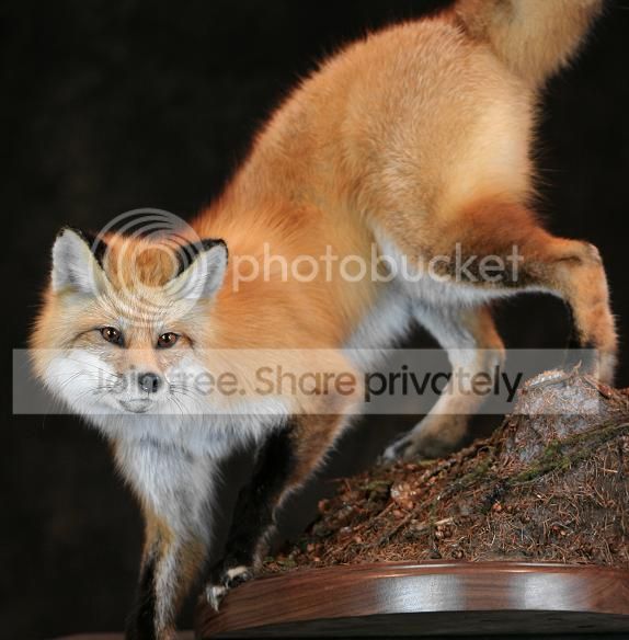 Michigan Red Fox (Pics) | Michigan Sportsman Forum