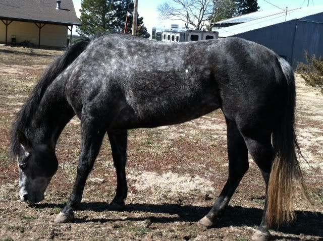 what is epm in horses